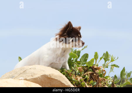 Chihuahua Kurzhaar Erwachsenen auf einem Felsen sitzen Hund Stockfoto