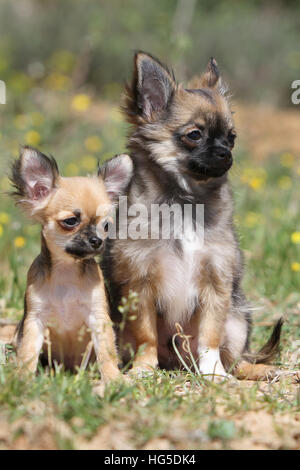 Hund, Chihuahua Langhaar und Kurzhaar / Erwachsene und Welpen verschiedene Farben Stockfoto