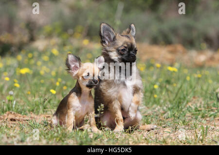 Hund, Chihuahua Langhaar und Kurzhaar / Erwachsene und Welpen verschiedene Farben Stockfoto