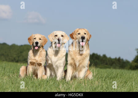 Hund Golden Retriever drei Erwachsene sitzen Stockfoto