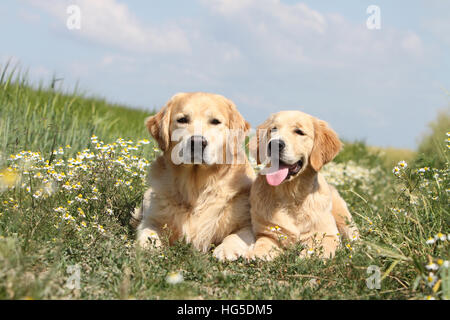 Hund Golden Retriever zwei Erwachsene auf dem Boden liegend Stockfoto