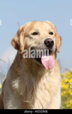 Golden Retriever Hund / Erwachsene Porträt Stockfoto
