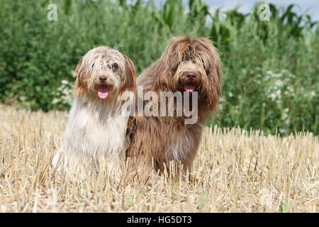 Schapendoes Hund / Holländischen Schäferhund zwei Erwachsene Erwachsene sitzen in einem Feld Stockfoto
