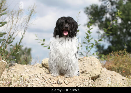 Schapendoes Hund / Holländischen Schäferhund Erwachsenen sitzen Stockfoto