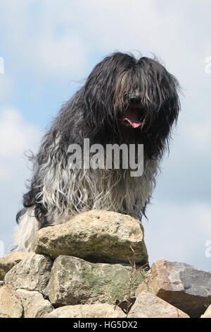 Schapendoes Hund / Holländischen Schäferhund Erwachsenen stehen Stockfoto