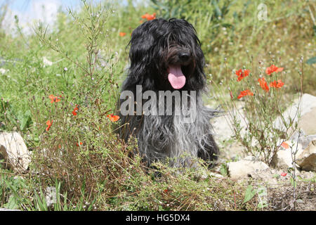 Schapendoes Hund / Holländischen Schäferhund Erwachsenen sitzen auf einer Wiese Stockfoto
