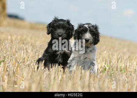 Schapendoes Hund / Holländischen Schäferhund zwei Welpen verschiedene Farben sitzen in einem Feld Stockfoto