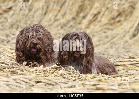 Schapendoes Hund / Holländischen Schäferhund zwei Erwachsenen liegen in einem Feld Stockfoto