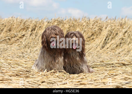 Schapendoes Hund / Holländischen Schäferhund zwei Erwachsene sitzen in einem Feld Stockfoto