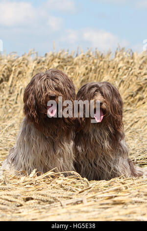 Schapendoes Hund / Holländischen Schäferhund zwei Erwachsene sitzen in einem Feld Stockfoto