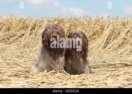 Schapendoes Hund / Holländischen Schäferhund zwei Erwachsene sitzen in einem Feld Stockfoto