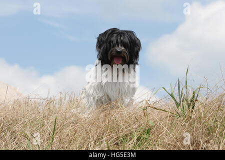 Schapendoes Hund / Holländischen Schäferhund Erwachsenen sitzen auf einer Wiese Stockfoto