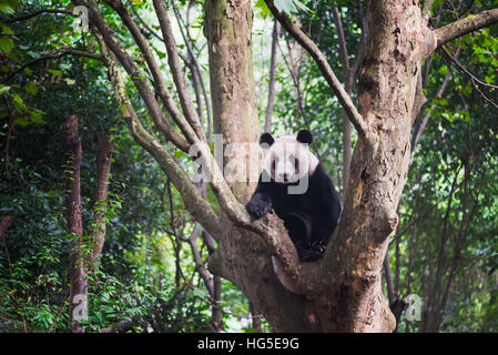 Giant Panda in einem Baum sitzen und Blick auf Kamera - Chengdu, Provinz Sichuan, Chengdu Stockfoto