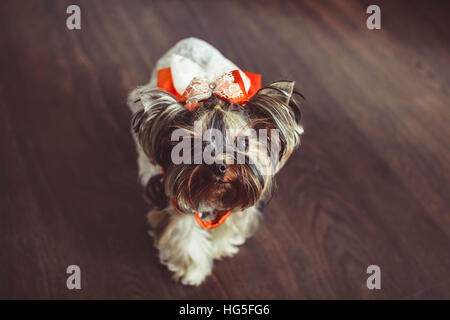 kleiner Hund mit einem Bogen Stockfoto