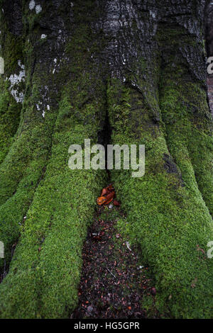 Ein altes Waldes mit Baumstämmen in hellen grünen feuchten Moos und Blätter den Boden Teppichboden bedeckt. Stockfoto