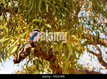 Australian Kookaburra Vogel stehend auf einem Baum Stockfoto