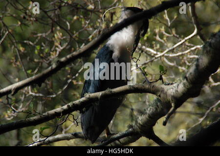 Ein schwarz gekrönt Nachtreiher Stiele in den Bäumen des Sees Anza in der Nähe von Berkeley, CA. Diese roten Augen sind schrecklich gruselig. Stockfoto