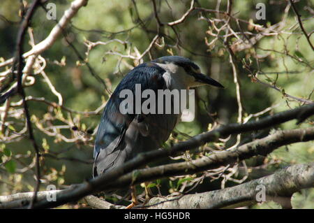 Ein schwarz gekrönt Nachtreiher Stiele in den Bäumen des Sees Anza in der Nähe von Berkeley, CA. Diese roten Augen sind schrecklich gruselig. Stockfoto