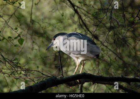 Ein schwarz gekrönt Nachtreiher Stiele in den Bäumen des Sees Anza in der Nähe von Berkeley, CA. Diese roten Augen sind schrecklich gruselig. Stockfoto