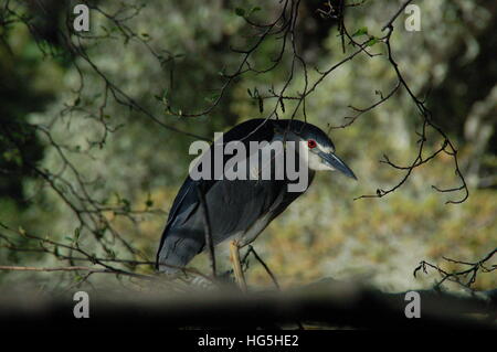 Ein schwarz gekrönt Nachtreiher Stiele in den Bäumen des Sees Anza in der Nähe von Berkeley, CA. Diese roten Augen sind schrecklich gruselig. Stockfoto