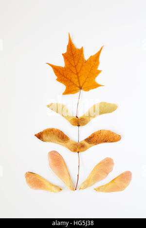 Herbst maple leaf und Samen in skurrilen Muster auf Silber und Gold strukturierten Hintergrund angeordnet Stockfoto