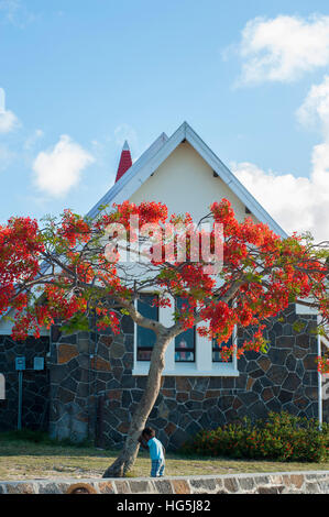 Ein extravaganter Baum in Cap Malheureux, Mauritius. Stockfoto