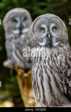 Zwei große graue Eulen schauen direkt in die Kamera, für Essen in Skansen, Stockholm warten. Stockfoto