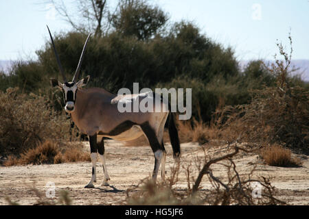 Nahaufnahme von einem Oryx (Oryx) in der namibianischen Wüste Stockfoto