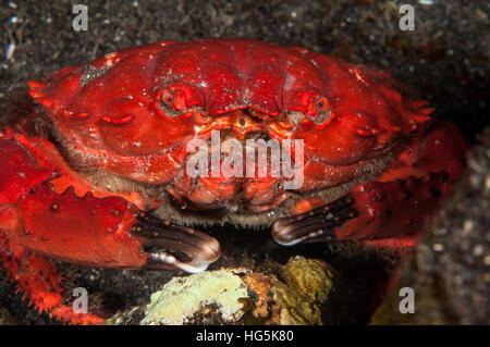 Herrlichen Kiesstrand Krabbe (Etisus Splendidus), Bali, Indonesien Stockfoto