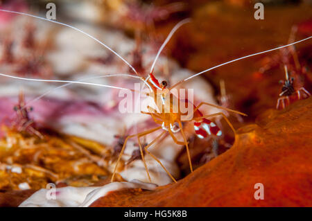 Scharlachrote Putzergarnelen (Lysmata Amboinensis), Bali, Indonesien Stockfoto