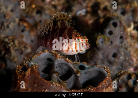 Zwerg Hawkfish (Cirrhitichthys Falco), Bali, Indonesien Stockfoto