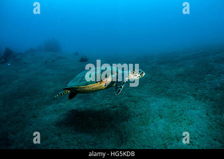 Pazifische Karettschildkröte, Bali, Indonesien Stockfoto