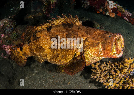 Braun marmoriert Zackenbarsch mit dem Mund öffnen, um zu jagen (Epinephelus Fuscoguttatus), Bali, Indonesien Stockfoto