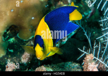 Bicolor Kaiserfisch (Centropyge bicolor), Bali, Indonesien Stockfoto