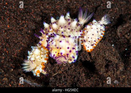 Nacktschnecken, Beau Vallon herrliche Slug (Mexichromis Multituberculata), Bali, Indonesien Stockfoto