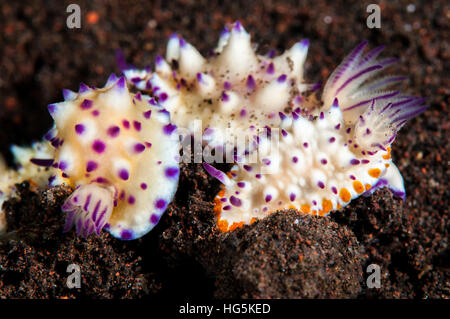 Nacktschnecken, Beau Vallon herrliche Slug (Mexichromis Multituberculata), Bali, Indonesien Stockfoto