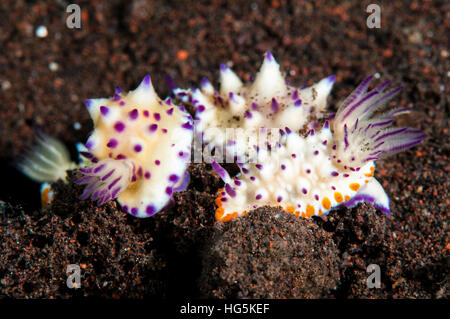 Nacktschnecken, Beau Vallon herrliche Slug (Mexichromis Multituberculata), Bali, Indonesien Stockfoto