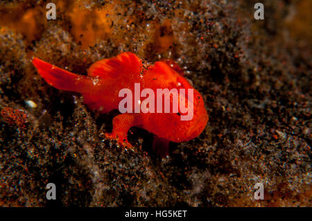 Bemalte Anglerfisch (Antennarius Pictus) in Bali, Indonesien Stockfoto