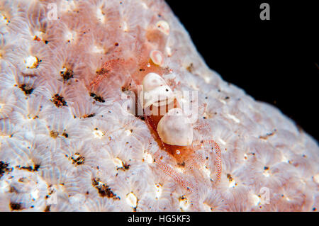 Ei-Schale Shrimps (Hamopontonia Corallicola), Bali, Indonesien Stockfoto