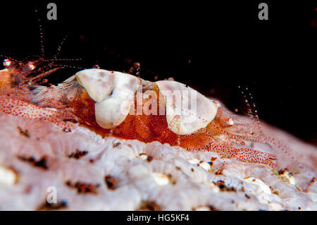 Ei-Schale Shrimps (Hamopontonia Corallicola), Bali, Indonesien Stockfoto