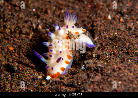 Nacktschnecken, Beau Vallon herrliche Slug (Mexichromis Multituberculata), Bali, Indonesien Stockfoto