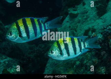 Indopazifik Sergeant (Abudefduf Vaigiensis) in Bali, Indonesien Stockfoto