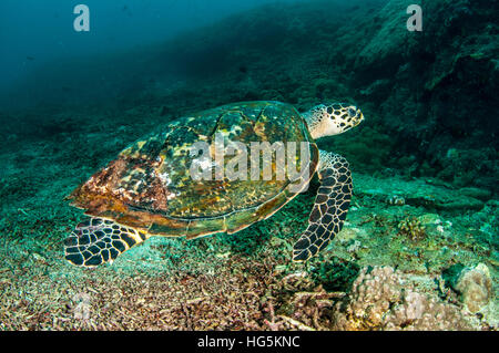 Pazifische Karettschildkröte, Bali, Indonesien Stockfoto