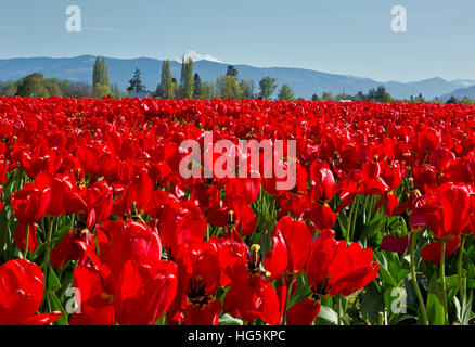 WASHINGTON - bunten Bereich der Tulpen blühen auf RoozenGaarde Lampe Bauernhof in der Nähe von Mount Vernon mit Mount Baker in der Ferne. Stockfoto