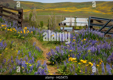 WASHINGTON - ein offenes Tor in der Lupine und Balsamwurzel bedeckt Wiese am Dalles Mountain Ranch in den Columbia Hills State Park. Stockfoto