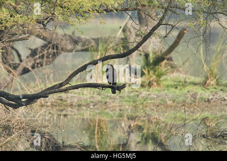 Westlichen Rohrweihe (Circus Aeruginosus), auch bekannt als die Rohrweihen. Tier, wildes Leben. Stockfoto