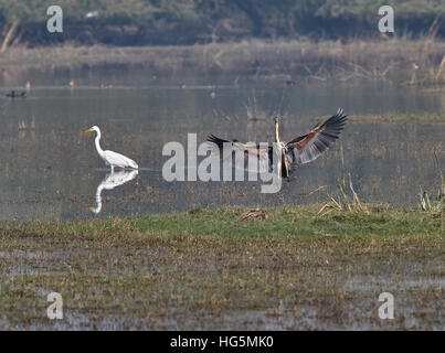 Purpurreiher Landung Moment n natureal Lebensraum (Ardea Purpurea) Stockfoto