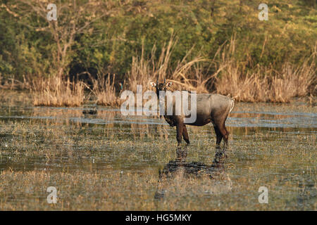 Eine männliche blaue Bull (Boselaphus Tragocamelus) stehen im Wasser in Keoladeo Ghana Nationalpark, Bharatpur, Rajasthan, Indien Stockfoto