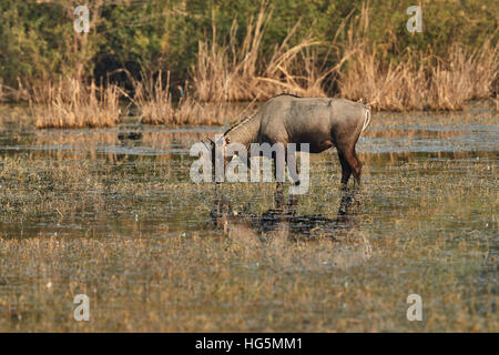 Eine männliche blaue Bull (Boselaphus Tragocamelus) stehen im Wasser in Keoladeo Ghana Nationalpark, Bharatpur, Rajasthan, Indien Stockfoto