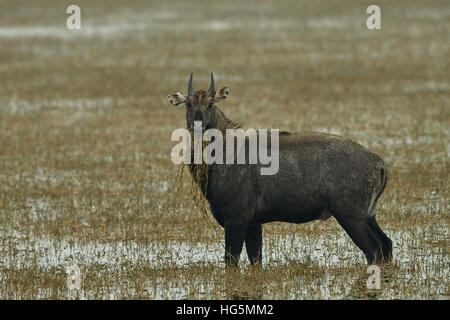 Eine männliche blaue Bull (Boselaphus Tragocamelus) stehen im Wasser in Keoladeo Ghana Nationalpark, Bharatpur, Rajasthan, Indien Stockfoto